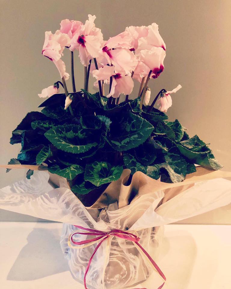 surfcoast floral gifts